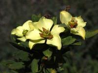 Euphorbia_lactiflua_GM_1445.1.jpg
